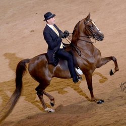 West Coast Morgans - Glenn Winograd and JDS Gamepiece - big winners!