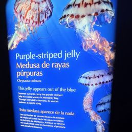 JELLYFISH