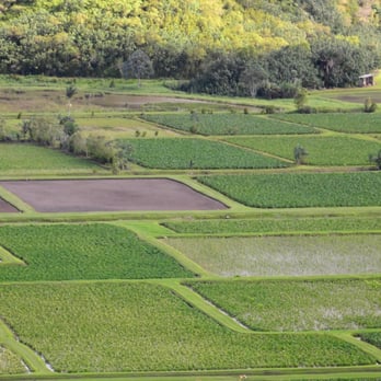 Hanalei Valley Lookout - View of taro fields in the Hanalei Valley. It's believed the important food product has been grown here since the year 700. - Landmarks & Historical Buildings Near Me - Princeville, Hawaii Hanalei Valley Lookout - View of taro fields in the Hanalei Valley. It's believed the important food product has been grown here since the year 700. - Landmarks & Historical Buildings Near Me - Princeville, Hawaii