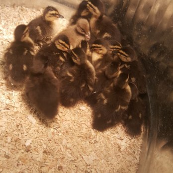 C-A-L Ranch Stores - Ducklings - Department Stores Near Me - St. George, Utah