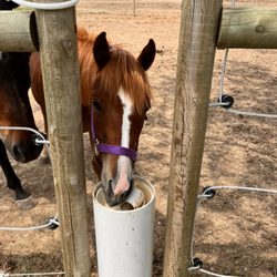 Four Points Ranch - Enjoying some fresh, clean well water.