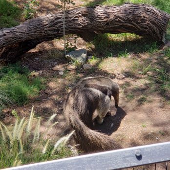 Phoenix Zoo - Anteater - Zoos Near Me - Phoenix, Arizona Phoenix Zoo - Anteater - Zoos Near Me - Phoenix, Arizona