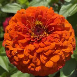 Intown Trolley - Flower