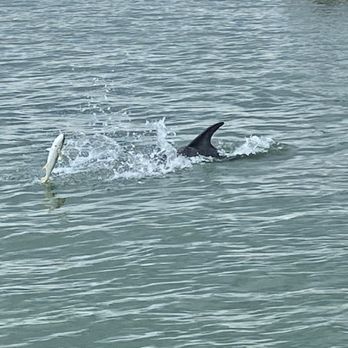 Sea-N-Things - Dolphin playing with her food. :) - Boating Near Me Sea-N-Things - Dolphin playing with her food. :) - Boating Near Me