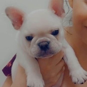 Southern Charm K-9 Cottages - My puppy did so well thank you - Pet Boarding Near Me - Seguin, Texas