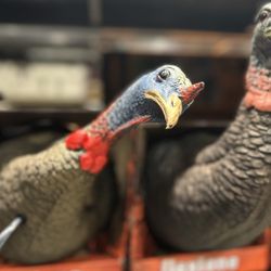 Bass Pro Shops