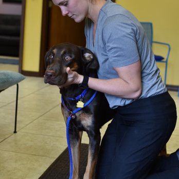 Wild Life Chiropractic - Working on one energetic pup at Animal Wellness World! - Chiropractors Near Me - Melbourne, Florida Wild Life Chiropractic - Working on one energetic pup at Animal Wellness World! - Chiropractors Near Me - Melbourne, Florida