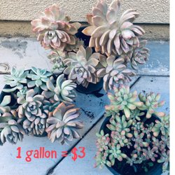 A B Nursery - $3 for 1 gallon, so worth it!