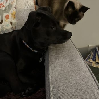 K9 Resorts - Malvern - Doodlebug lover her cat brothers and sisters! - Pet Boarding Near Me - Malvern, Pennsylvania