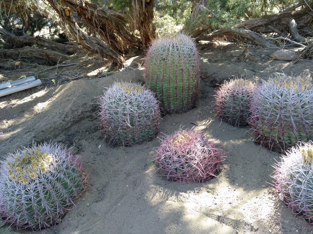 AFFORDABLE CLEANING AND LANDSCAPE Updated September 2024 7891 Mariposa Trl, Yucca Valley