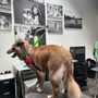 GROOM! Salon