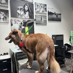 GROOM! Salon