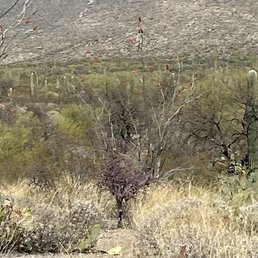 Ocotillo.. with red flowers Ocotillo.. with red flowers
