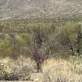 Saguaro National Park - Ocotillo.. with red flowers - Parks Near Me - Tucson, Arizona Saguaro National Park - Ocotillo.. with red flowers - Parks Near Me - Tucson, Arizona