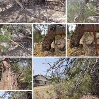 Sierra's Tree Service - Tree Services Near Me Sierra's Tree Service - Tree Services Near Me
