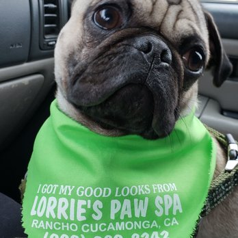 Lorrie's Paw Spa - Pet Groomers Near Me - Rancho Cucamonga, California Lorrie's Paw Spa - Pet Groomers Near Me - Rancho Cucamonga, California