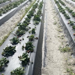 Pappy's Patch U-Pick Strawberries - 2024 Spring field