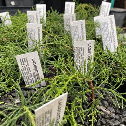 Plants of Tasmania Nursery