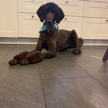 Paw Pros - My handsome little boy. Enzo is only one years old. - Pet Groomers Near Me - Sacramento, California Paw Pros - My handsome little boy. Enzo is only one years old. - Pet Groomers Near Me - Sacramento, California