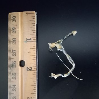 P.F. Chang's - Plastic strands found in PF Chang's food, in two separate dishes!!!! BEWARE!!! - Chinese Near Me - Sunnyvale, California P.F. Chang's - Plastic strands found in PF Chang's food, in two separate dishes!!!! BEWARE!!! - Chinese Near Me - Sunnyvale, California