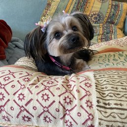 After grooming at Special Care - A small dog with a pink bow on its head is lying on a patterned cushion with red and beige designs. The dog has a black and tan coat, expressive eyes, and appears relaxed. The background includes colorful pillows with various patterns and a wooden wall, indicating a cozy indoor setting.