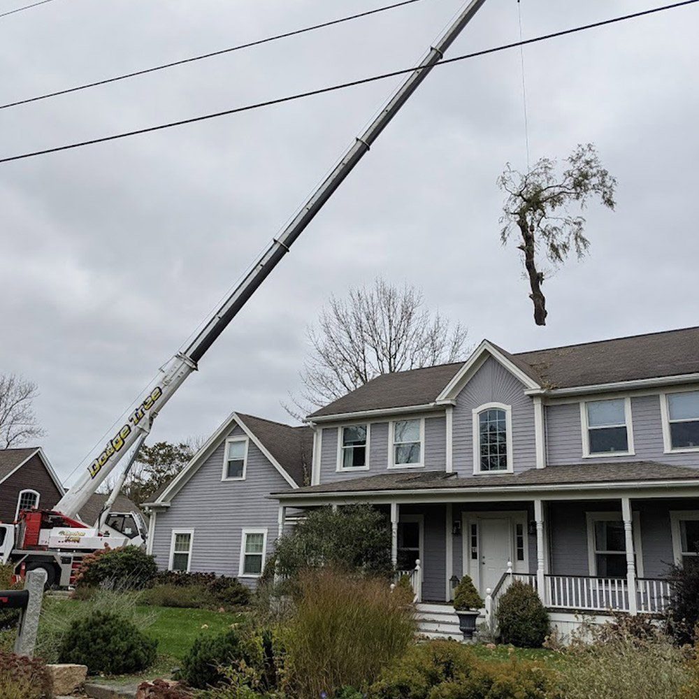 DODGE TREE SERVICE Updated October 2024 42 Photos 281 Willow St