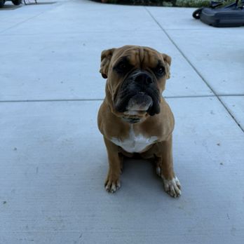 Top Performance Dog Training - Sitting dog - Pet Training Near Me
