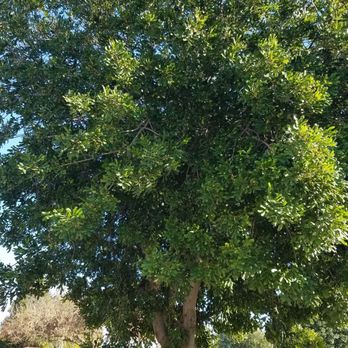 Ezra Tree Service - Tree Services Near Me Ezra Tree Service - Tree Services Near Me