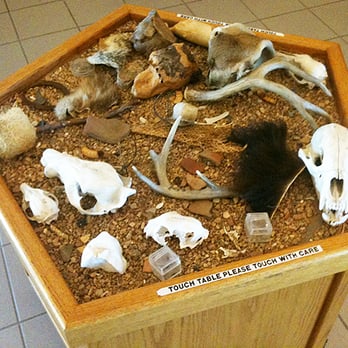 Roosevelt Lake Visitors Center - Touch table for kids. - Boating Near Me - Roosevelt, Arizona Roosevelt Lake Visitors Center - Touch table for kids. - Boating Near Me - Roosevelt, Arizona