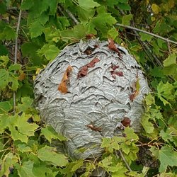 Pest Detective Services - Yellow Jacket Nest