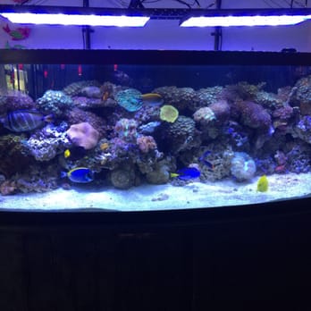 Pho Horn's - Nice aquarium - Vietnamese Near Me - Pawtucket, Rhode Island