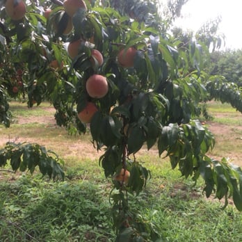 Dondero Orchards - Peach tree - Farmers Market Near Me - Glastonbury, Connecticut Dondero Orchards - Peach tree - Farmers Market Near Me - Glastonbury, Connecticut