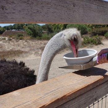 Ostrichland USA - Feeding the ostriches - Attraction Farms Near Me - Solvang, California