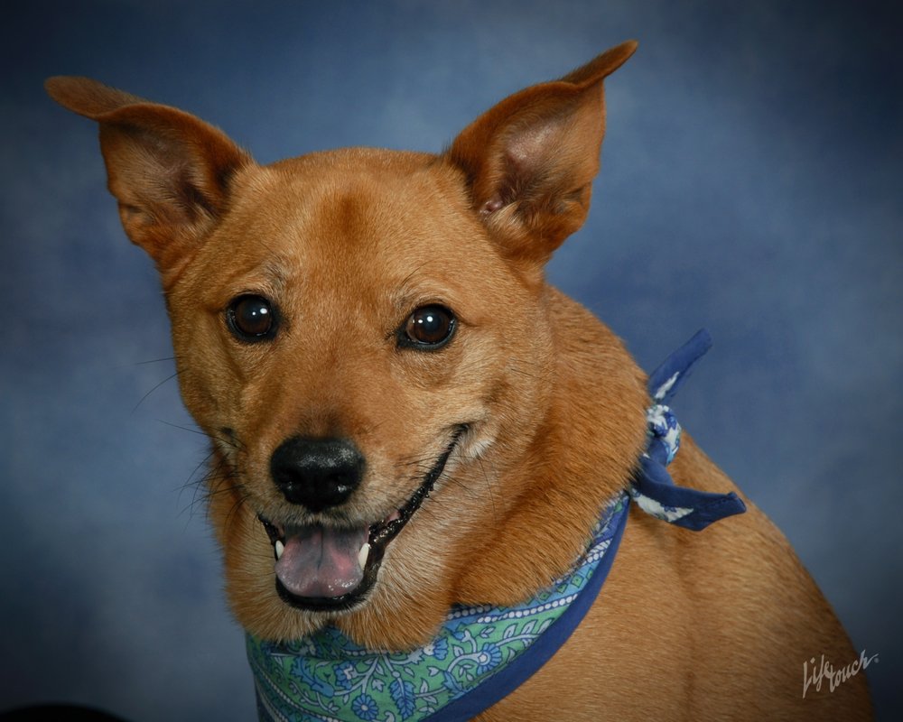 SUNSET KENNELS GARDEN RETREAT 23 Photos & 53 Reviews 19705 N Ray Rd