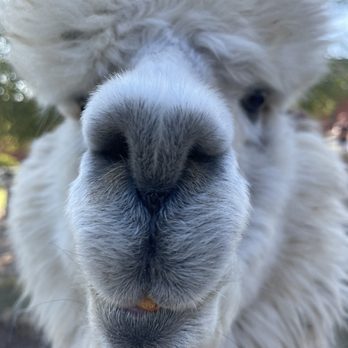 Canzelle Alpacas - Farms Near Me - Carpinteria, California