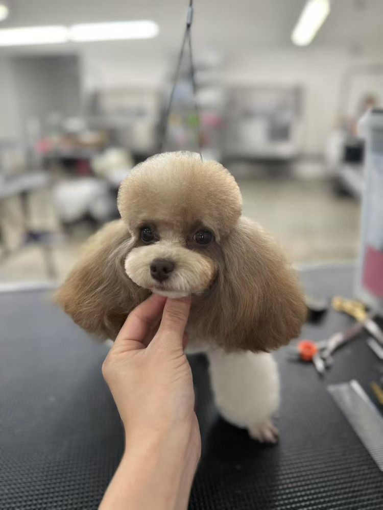 Ironmaya Pet Grooming