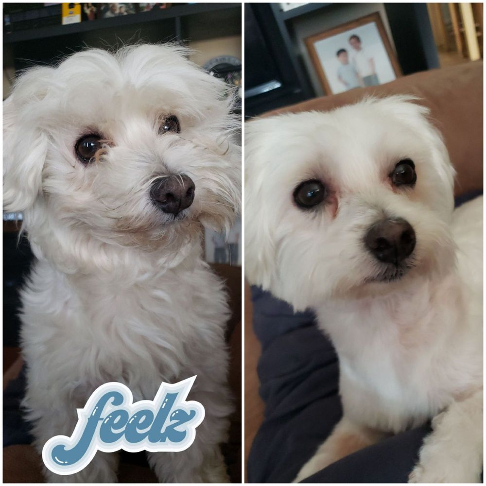 We Groom Pets - Before and After - Pet Groomers Near Me - Downey, California We Groom Pets - Before and After - Pet Groomers Near Me - Downey, California