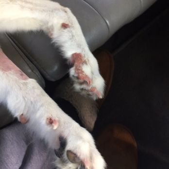 Pets Inn Suites - Pet Groomers Near Me - Braselton, Georgia