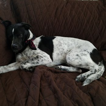 Gigi s Pampered Pets - Post-grooming nap. Bandana courtesy of Gigi's. - Pet Groomers Near Me - Galveston, Texas
