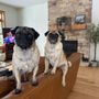 Photo of Oakwood Veterinary Hospital