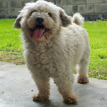 Royal Spa Mobile Pet Grooming - Wash me! - Pet Groomers Near Me Royal Spa Mobile Pet Grooming - Wash me! - Pet Groomers Near Me