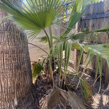 Sobrinos Maintenance - Before removal of baby palms - Tree Services Near Me Sobrinos Maintenance - Before removal of baby palms - Tree Services Near Me