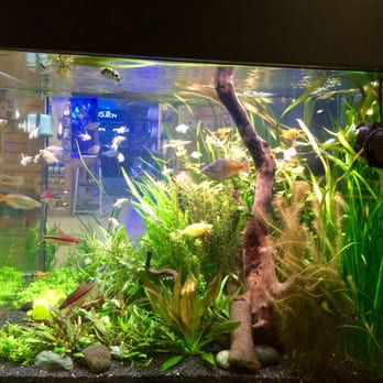 The Reef Aquarium Shop - Freshwater community tank side view. - Aquarium Services Near Me - Indianapolis, Indiana