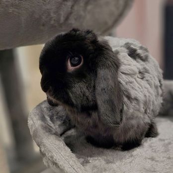 Small Paws Cremations - Boba the Bunny - Pet Cremation Services Near Me - Los Angeles, California