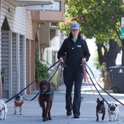 Josi's Paw Dog Walking