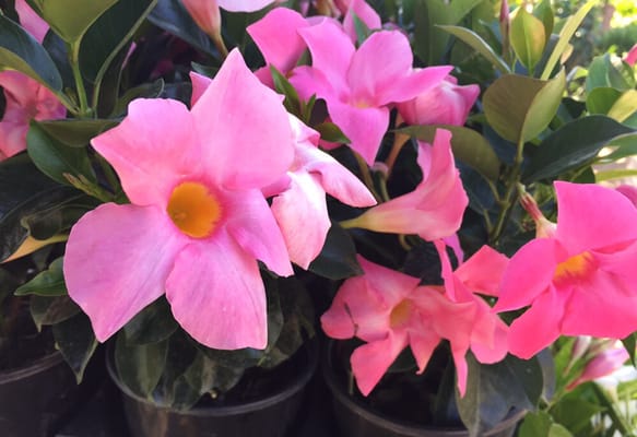 Farmers market in Kirkwood by null