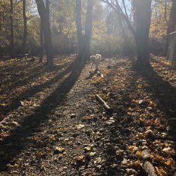 Beautiful trails for the dogs to run.