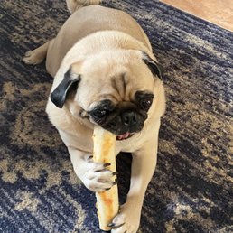 Louis enjoying his no-hide roll Marissa recommended!