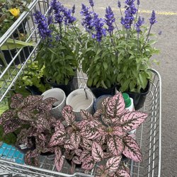Flower Power - Some of our finds
