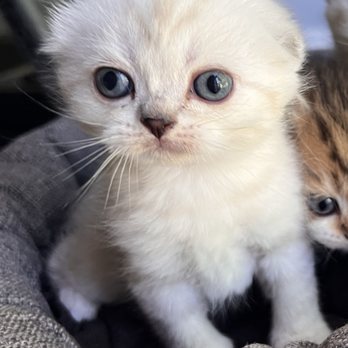 Scottish Fold Cuddly Kittens - Pet Breeders Near Me Scottish Fold Cuddly Kittens - Pet Breeders Near Me